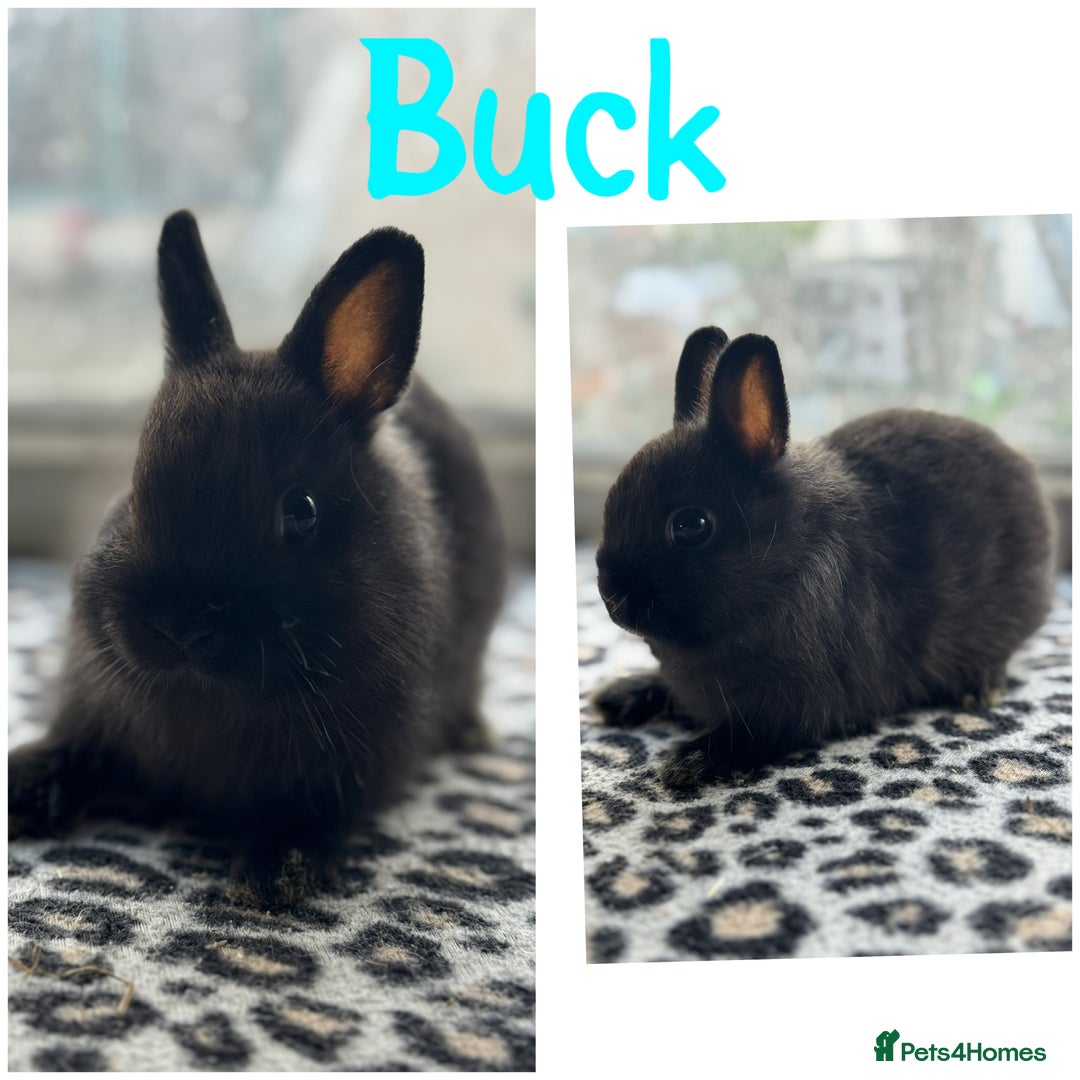 Netherland Dwarf rabbits for sale: Pure breed Netherlands dwarf male and female - Image 5