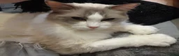 Ragdoll cats for sale: Bi-Colour Ragdoll Male - Advert 3