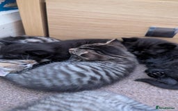 Mixed Breed cats for sale: Kittens for sale - Image 17
