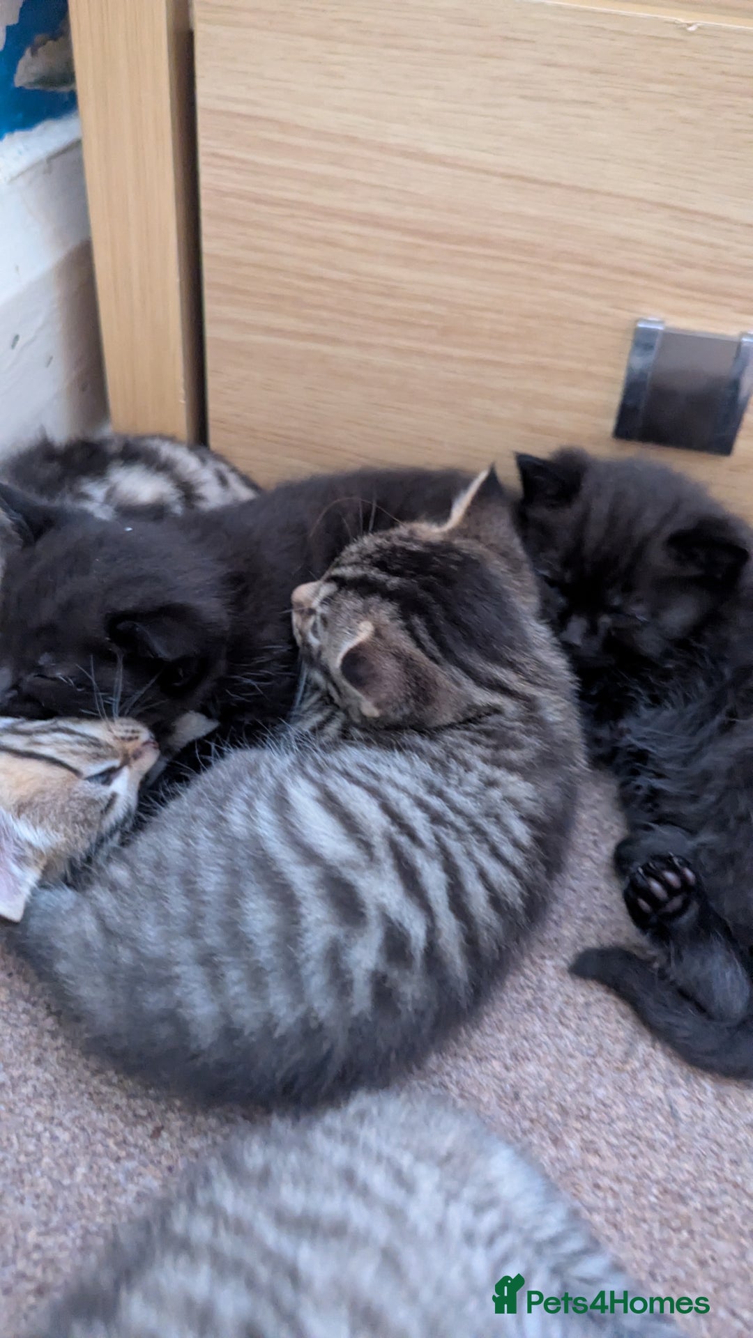 Mixed Breed cats for sale: Kittens for sale - Image 17