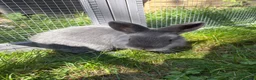Netherland Dwarf rabbits for sale: Netherland Dwarf Rabbit for Sale🐰 in Sleaford - Advert 4