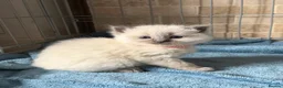 Ragdoll cats for sale: 5 Ragdoll kittens - Advert 18