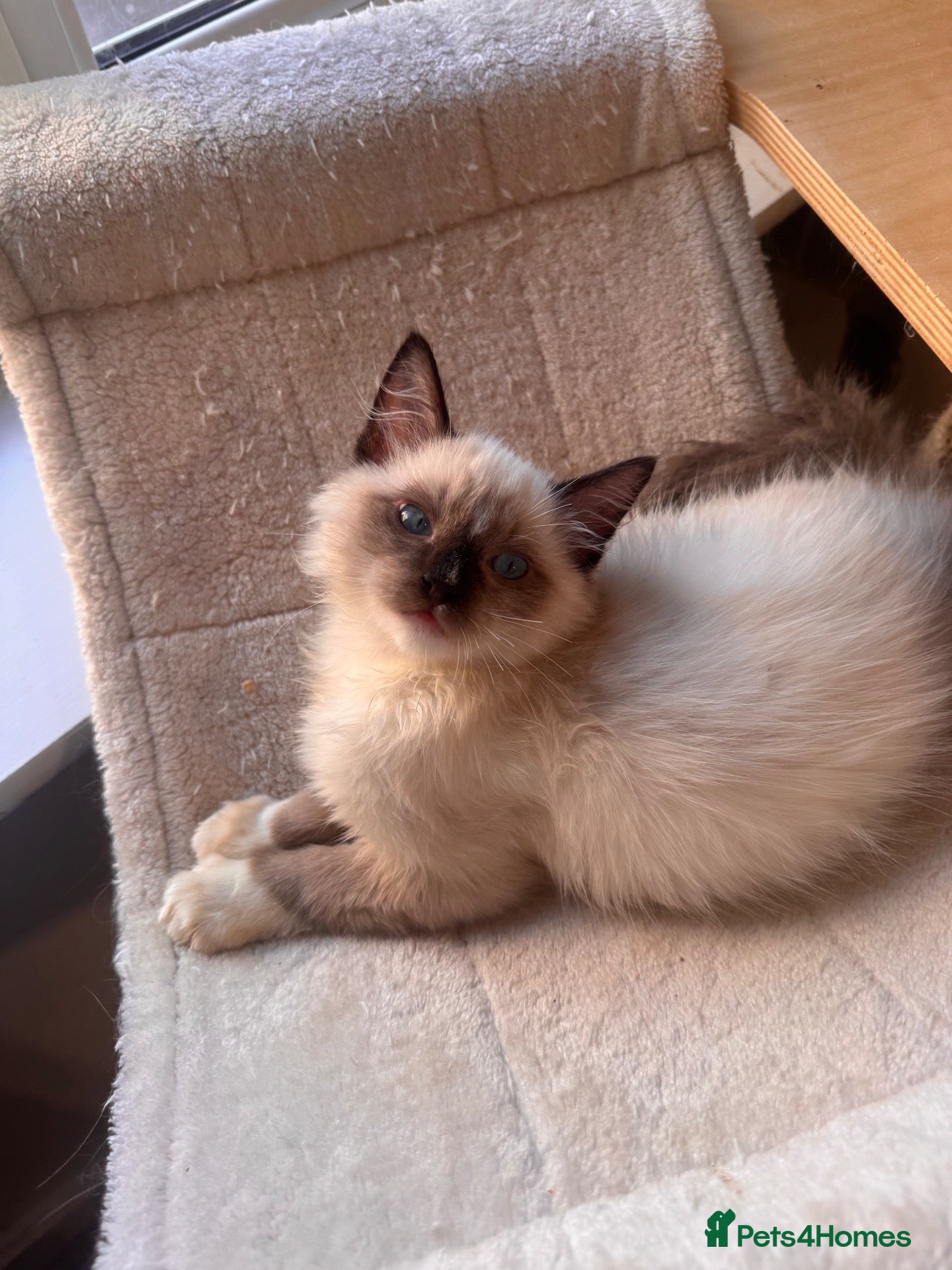 Ragdoll cats for sale: Stunning ragdoll kittens can go home now  - Advert 4