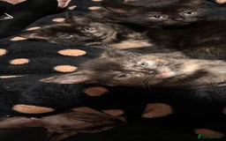 Sphynx cats for sale: tortoiseshell sphynx x Russian kittens - Advert 1