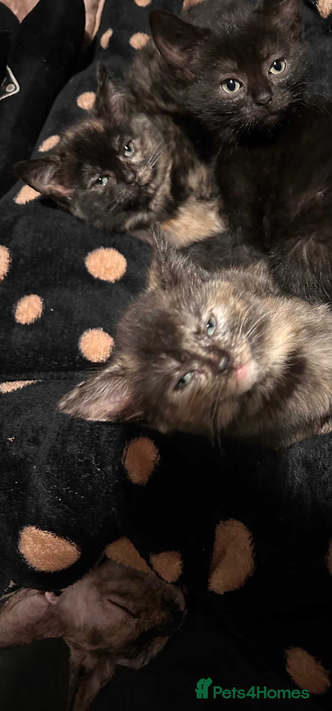 Sphynx cats for sale: tortoiseshell sphynx x Russian kittens - Advert 1