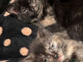 Sphynx cats for sale: tortoiseshell sphynx x Russian kittens - Advert 1