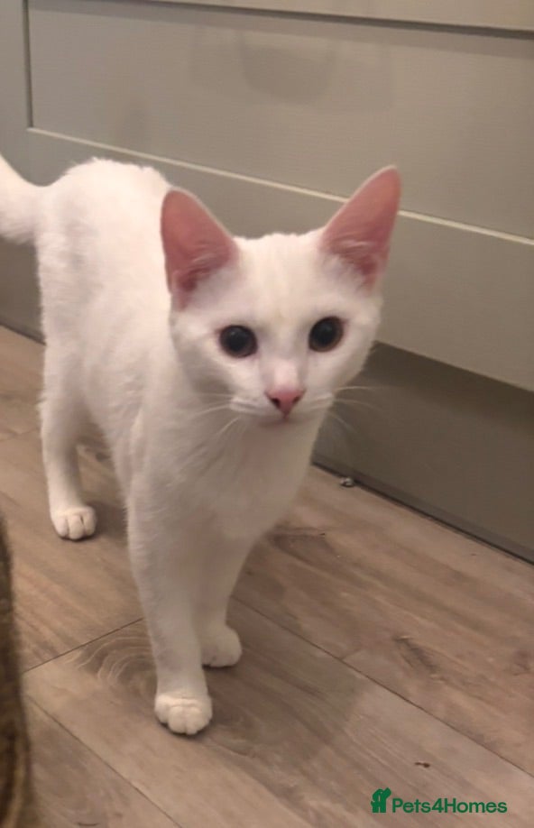 Mixed Breed cats Beautiful boy ‘Snowy’ - Advert 2