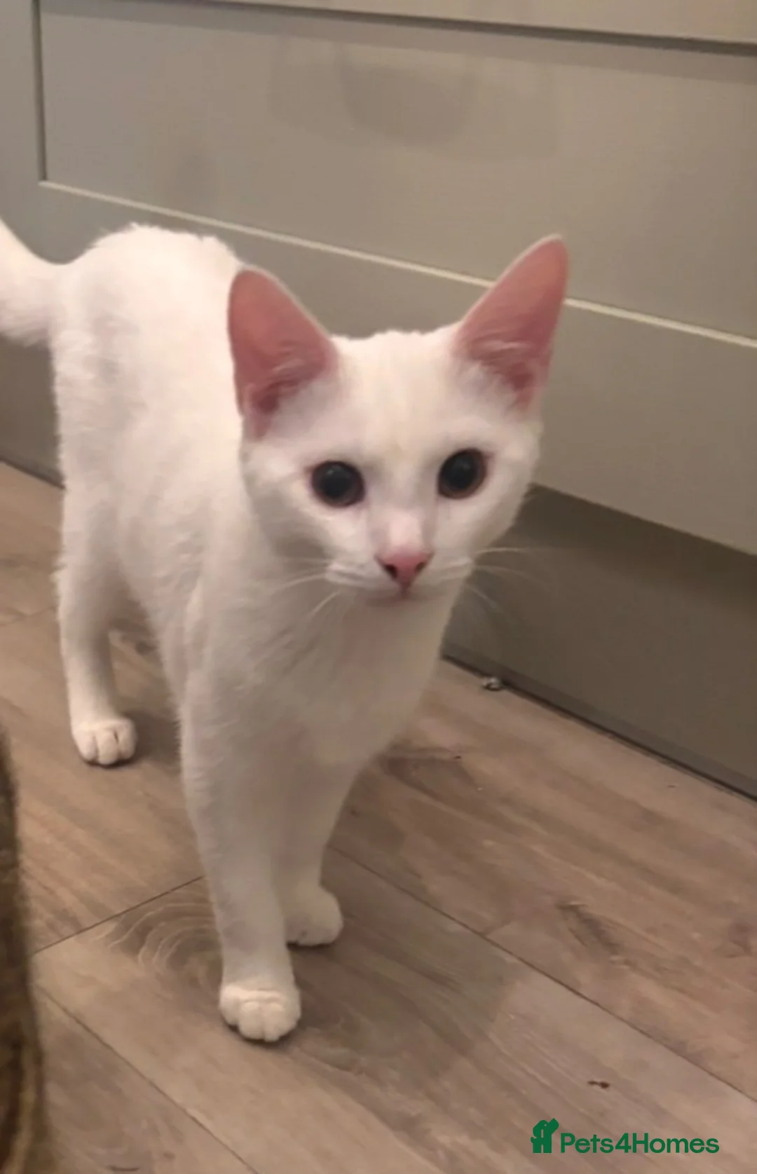 Mixed Breed cats for sale: Beautiful boy ‘Snowy’ in Walsall - Advert 1