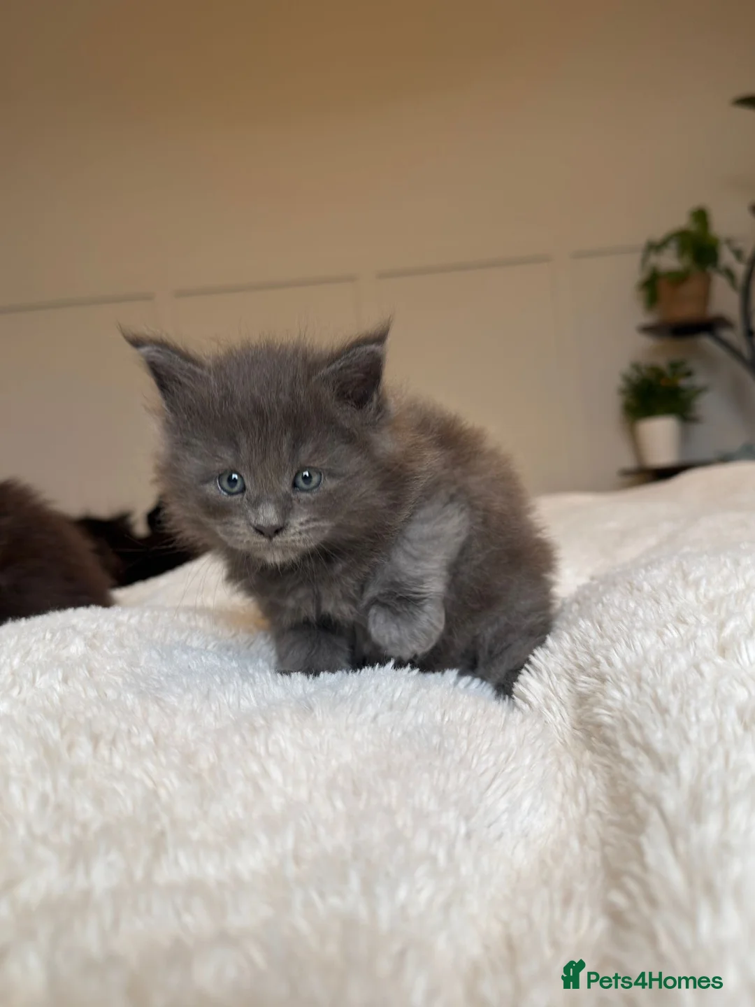 Maine Coon cats for sale: Main Coon 1 Male left PLEASE READ DESCRIPTION  - Advert 11