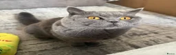 British Shorthair cats for sale: Quality Champion Bloodline GCCF British Shorthair in Slough - Advert 5
