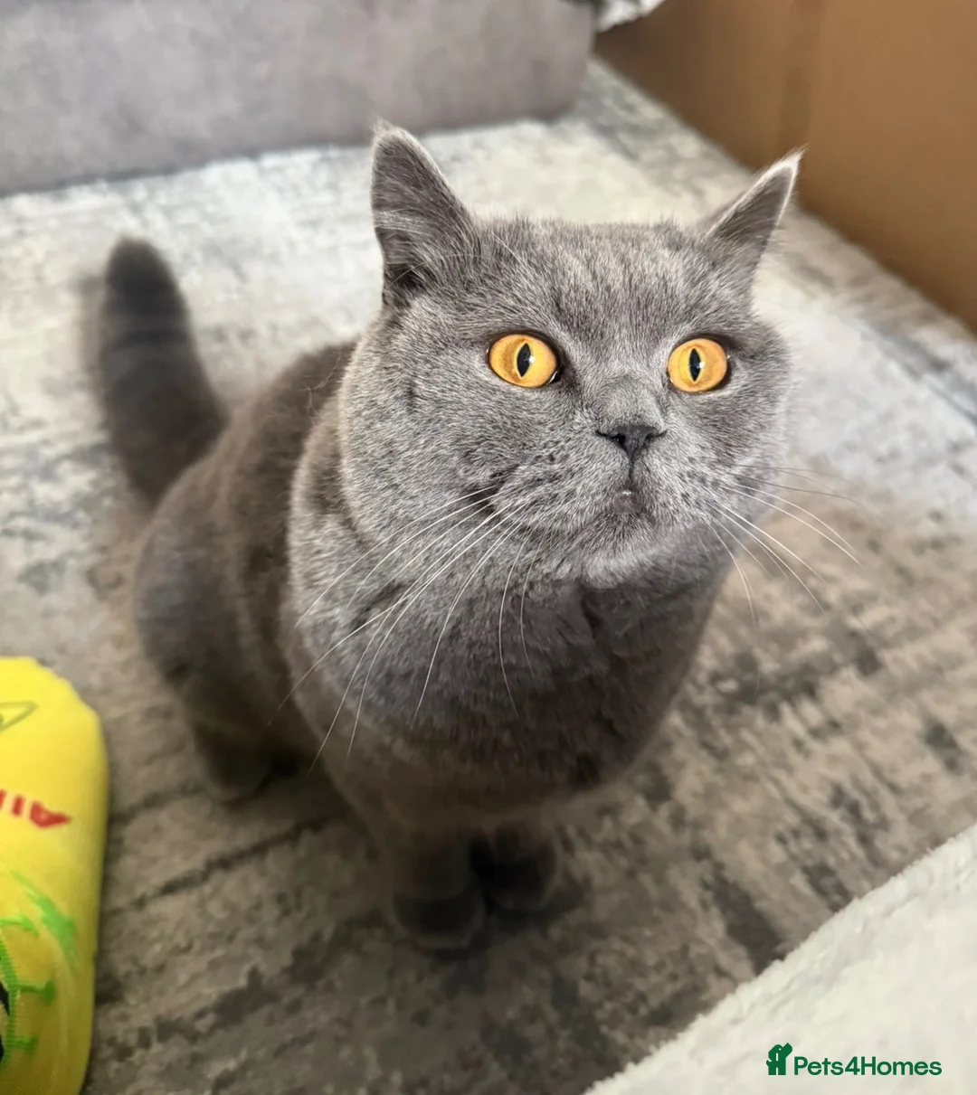 British Shorthair cats for sale: Quality Champion Bloodline GCCF British Shorthair in Slough - Advert 5