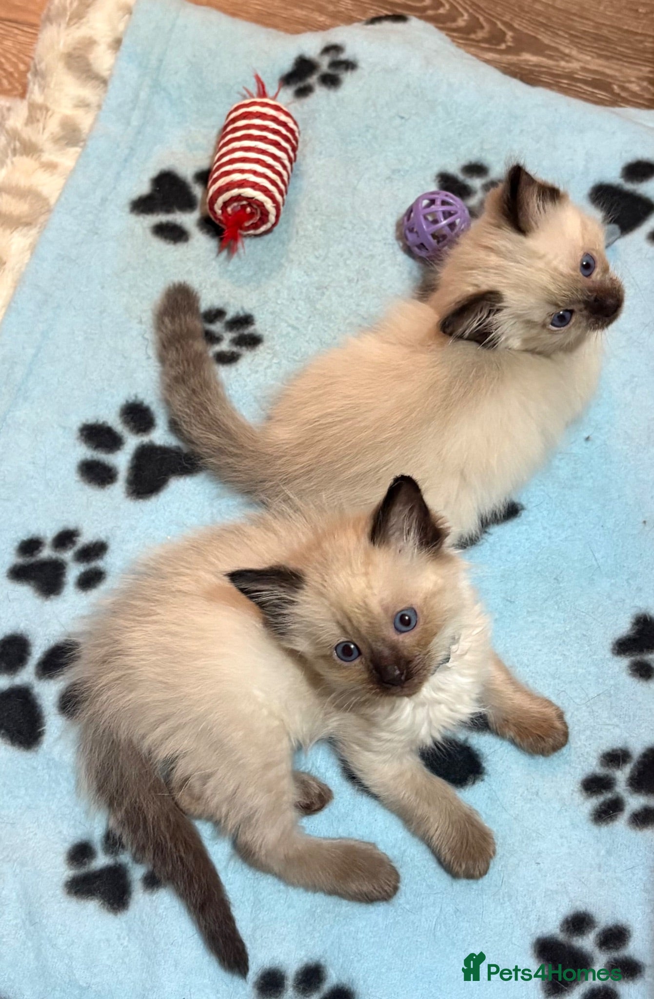 Ragdoll cats Ready now Stunning pedigree ragdools  - Advert 1