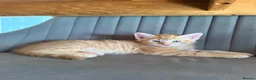 Maine Coon cats for sale: Beautiful Maine Coon x Silver British shorthair - Advert 31
