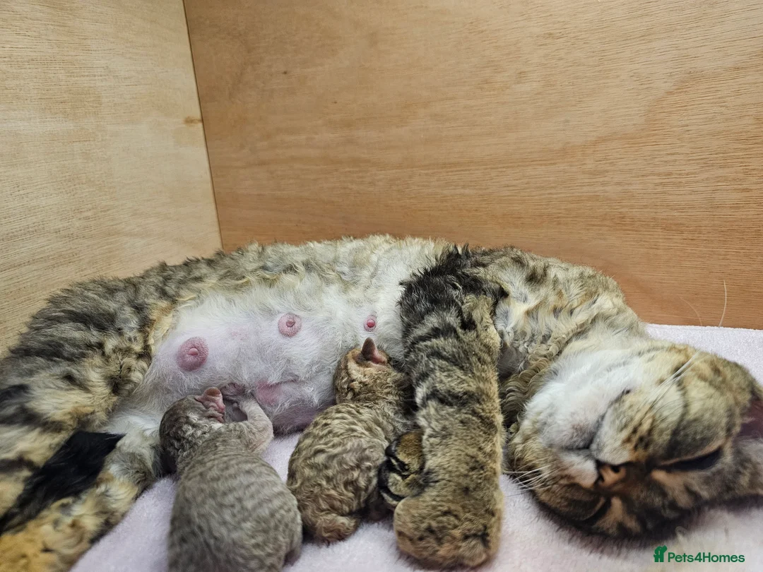 Devon Rex cats for sale: 🎉Beautiful, healthy and full pedigree Devon Rex🎉 - Advert 23