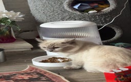 Ragdoll cats for sale: Ragdoll kitten - Image 6