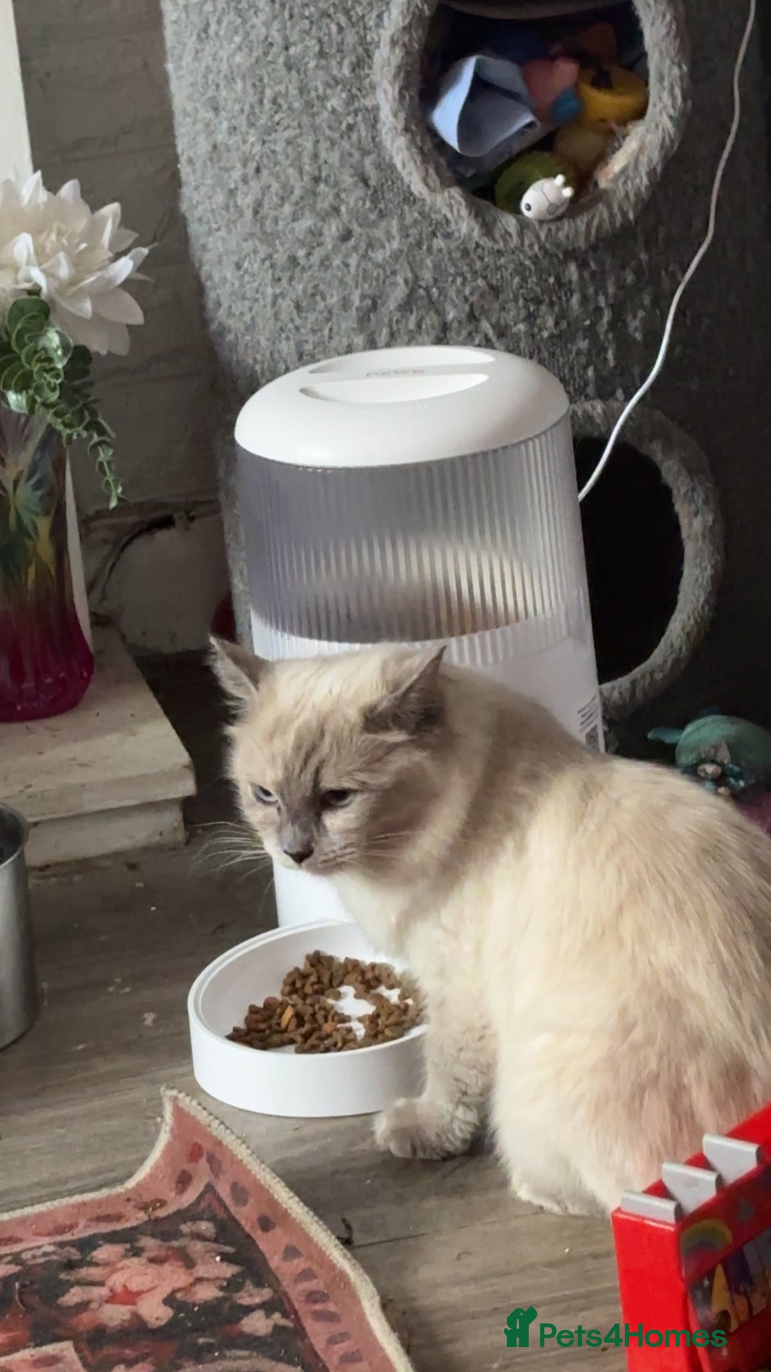 Ragdoll cats for sale: Ragdoll kitten - Image 6