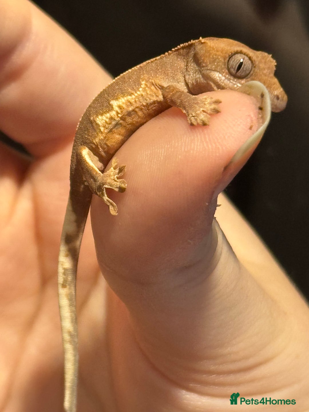 Gallery Image {{count}}