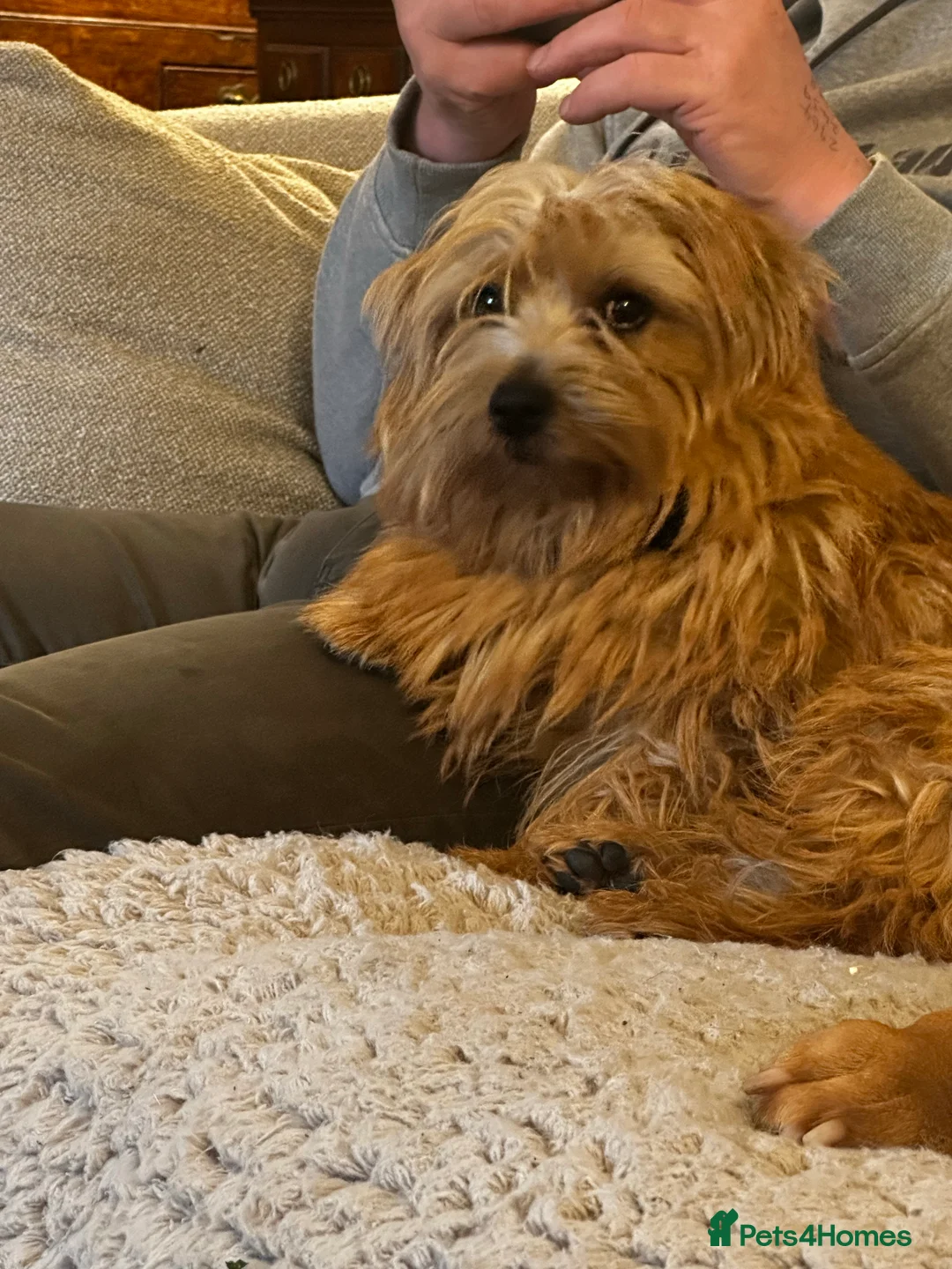 Gallery Image {{count}}