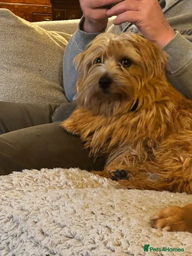 Gallery Image {{count}}