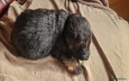 German Shepherd dogs for sale: Long-Haired Straight Back German Shepherd Puppies - Image 33
