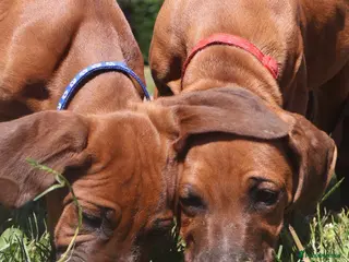 Rhodesian Ridgeback dogs KC OUTSTANDING PEDIGREE RHODESIAN RIDGEBACK - Advert 2