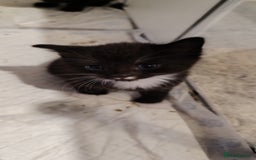 Mixed Breed cats for sale: Gorgeous kittens  - Image 9