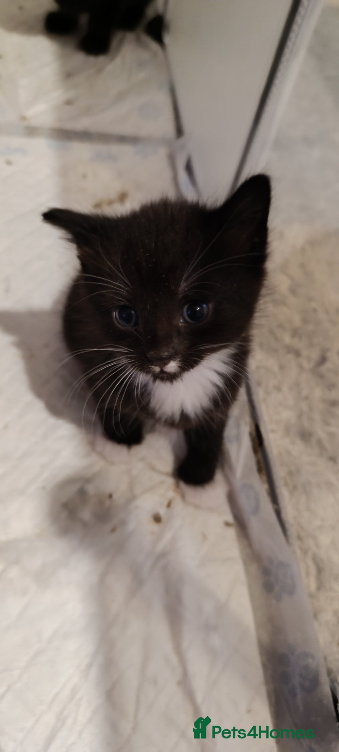 Mixed Breed cats for sale: Gorgeous kittens  - Image 9