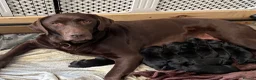 Labrador Retriever dogs for sale: Beautiful KC Black Labrador Puppies  - Advert 17