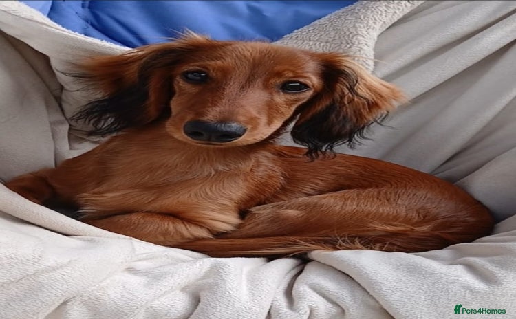 Dachshund dogs in Northampton - Advert 4