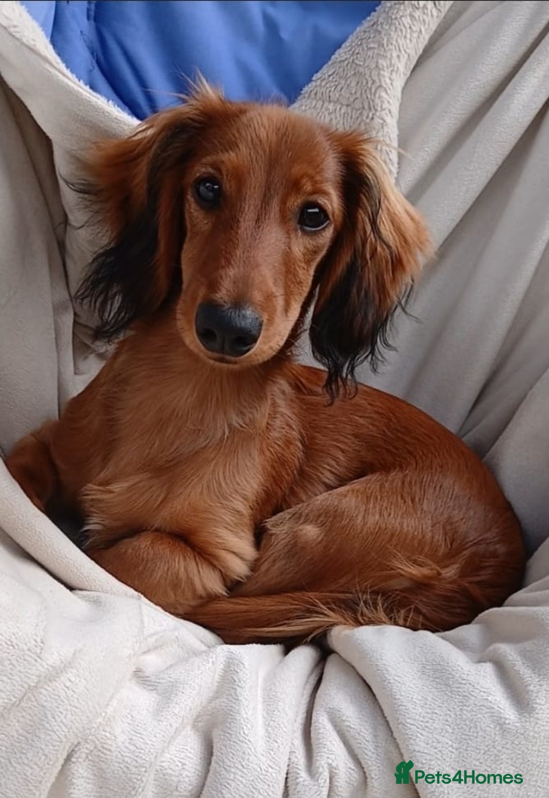 Dachshund dogs for sale: Longhaired Dachshunds small standard  in Northampton - Image 1