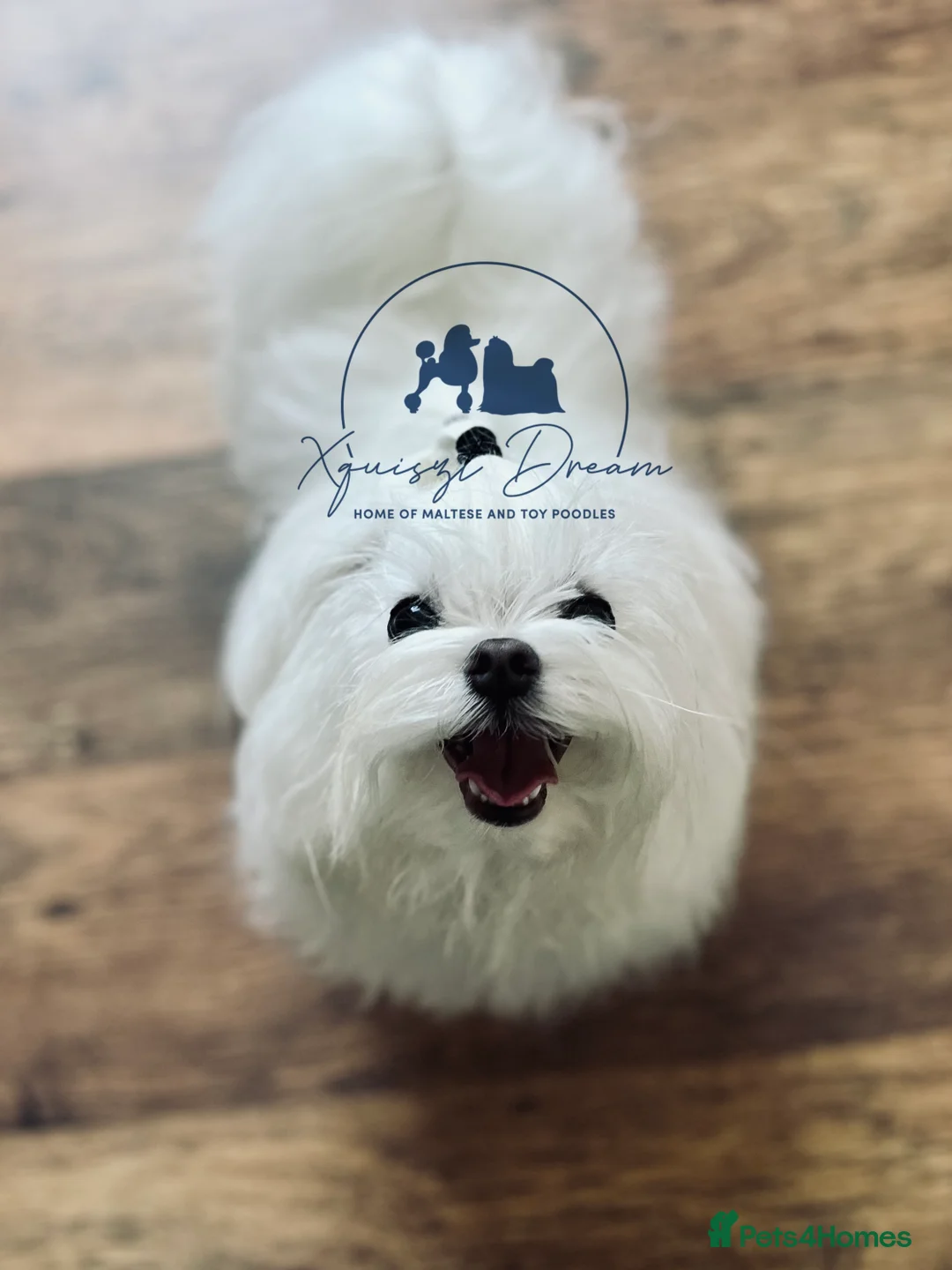 Maltese dogs for stud: OCTAVIUS Korean Maltese KC Registered Proven Stud in Halesowen - Advert 10