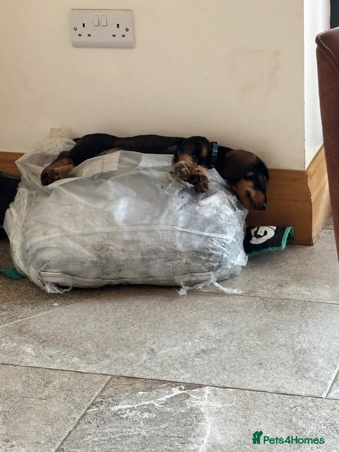 Dachshund dogs for sale: Standard Wire haired dachshund/teckel  - Advert 2