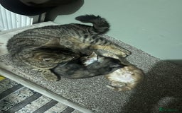 Mixed Breed cats for sale: Two sisters  - Image 8