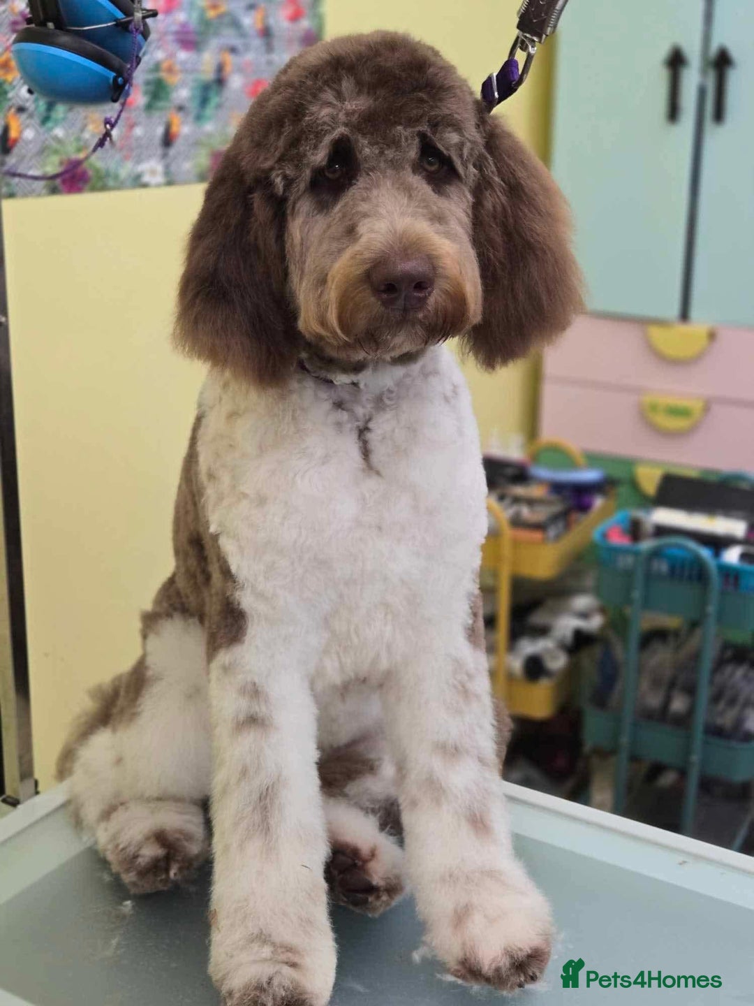 Bernedoodle dogs for sale: F1b St Berdoodle pups expected 15/9 - Image 5