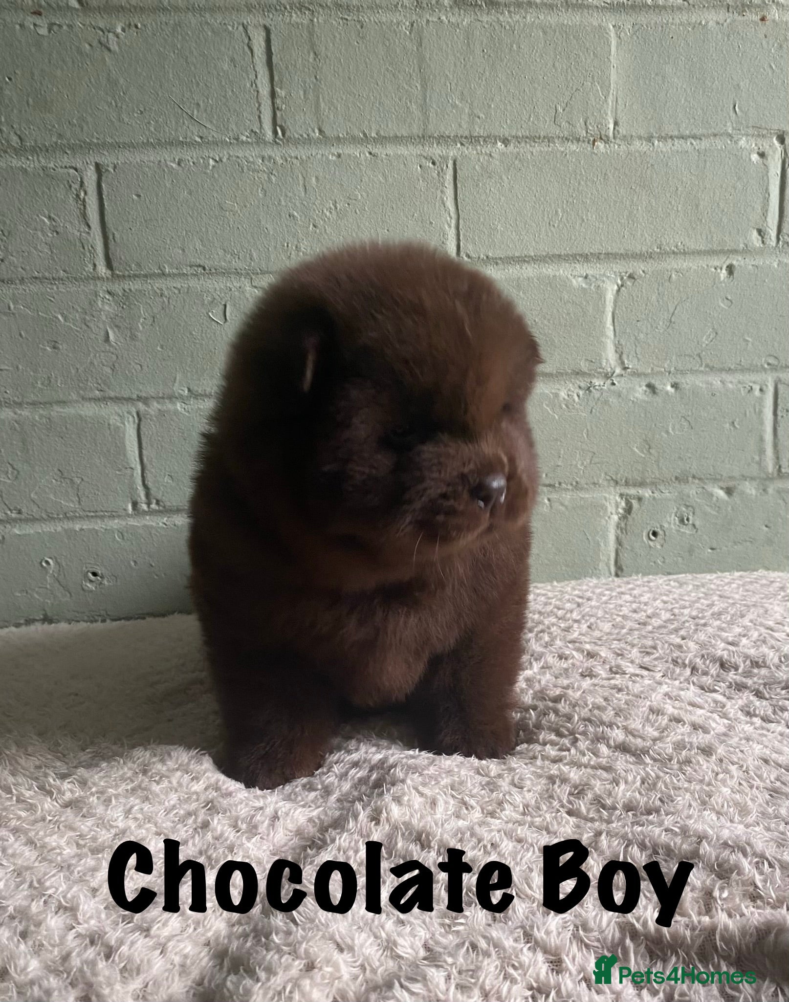 Chow Chow dogs 🌟QUALITY CHOW CHOW PUPPIES–CHAMPION BLOODLINES🌟 - Advert 1