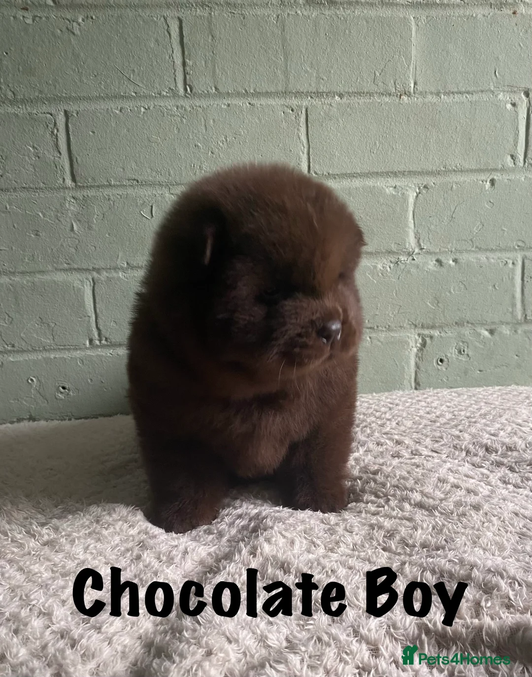 Chow Chow dogs for sale: 🌟QUALITY CHOW CHOW PUPPIES–CHAMPION BLOODLINES🌟 - Advert 1