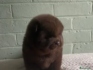 Chow Chow dogs 🌟QUALITY CHOW CHOW PUPPIES–CHAMPION BLOODLINES🌟 - Advert 1