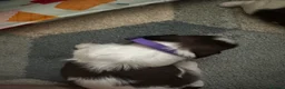 Shih Tzu dogs for sale: Beautiful shih tzu puppies 🥹🐾 - Advert 9