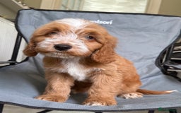 Cockapoo dogs for sale: F2 cockapoo puppies 🐶 ❤️ - Image 18