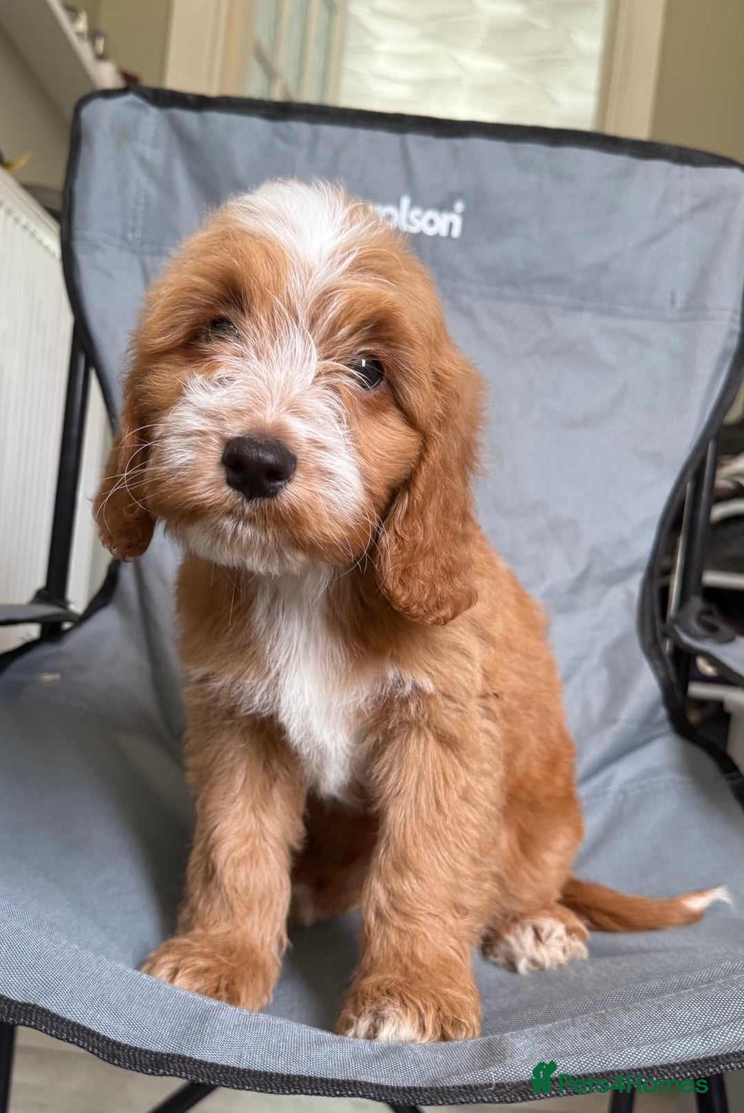 Cockapoo dogs for sale: F2 cockapoo puppies 🐶 ❤️ - Image 18