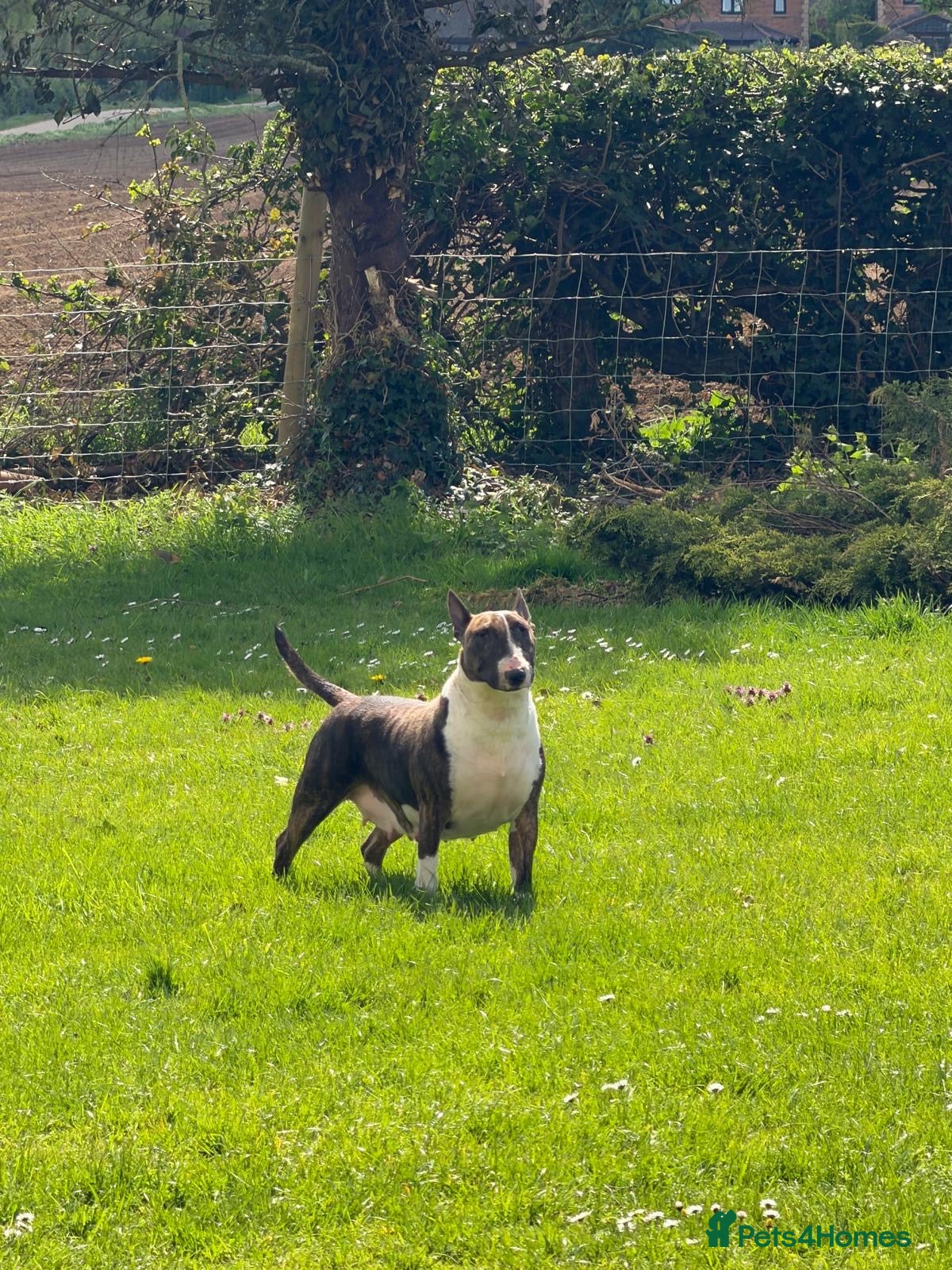 English Bull Terrier dogs English Bull Terrier Puppies - Advert 6