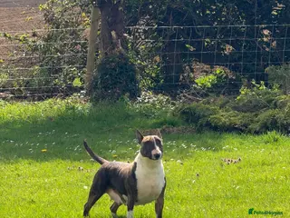 English Bull Terrier dogs English Bull Terrier Puppies - Advert 6