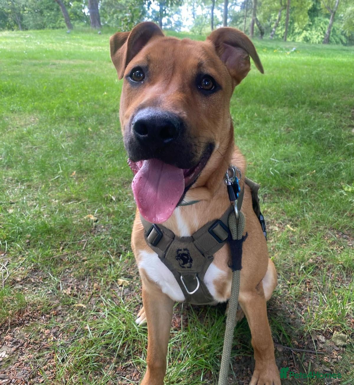 Mixed Breed dogs for sale: Bullmastiff x Border Collie needs rehoming  - Advert 14