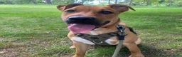 Mixed Breed dogs for sale: Bullmastiff x Border Collie needs rehoming  in Barnsley - Advert 1
