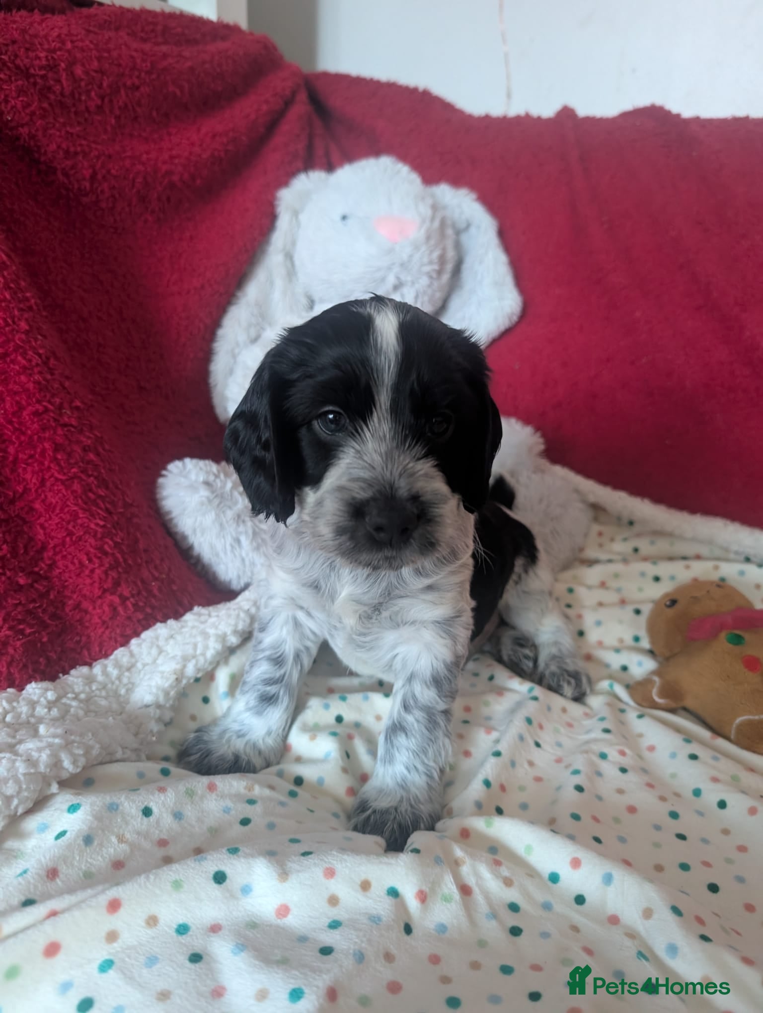 Cockapoo dogs Cockapoo F2b Pups – Ready for Their Forever Homes - Advert 1