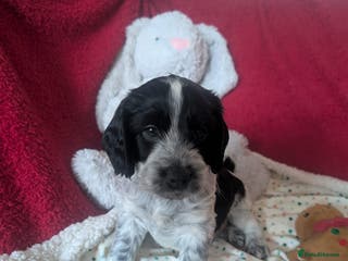 Cockapoo dogs Cockapoo F2b Pups – Ready for Their Forever Homes - Advert 3