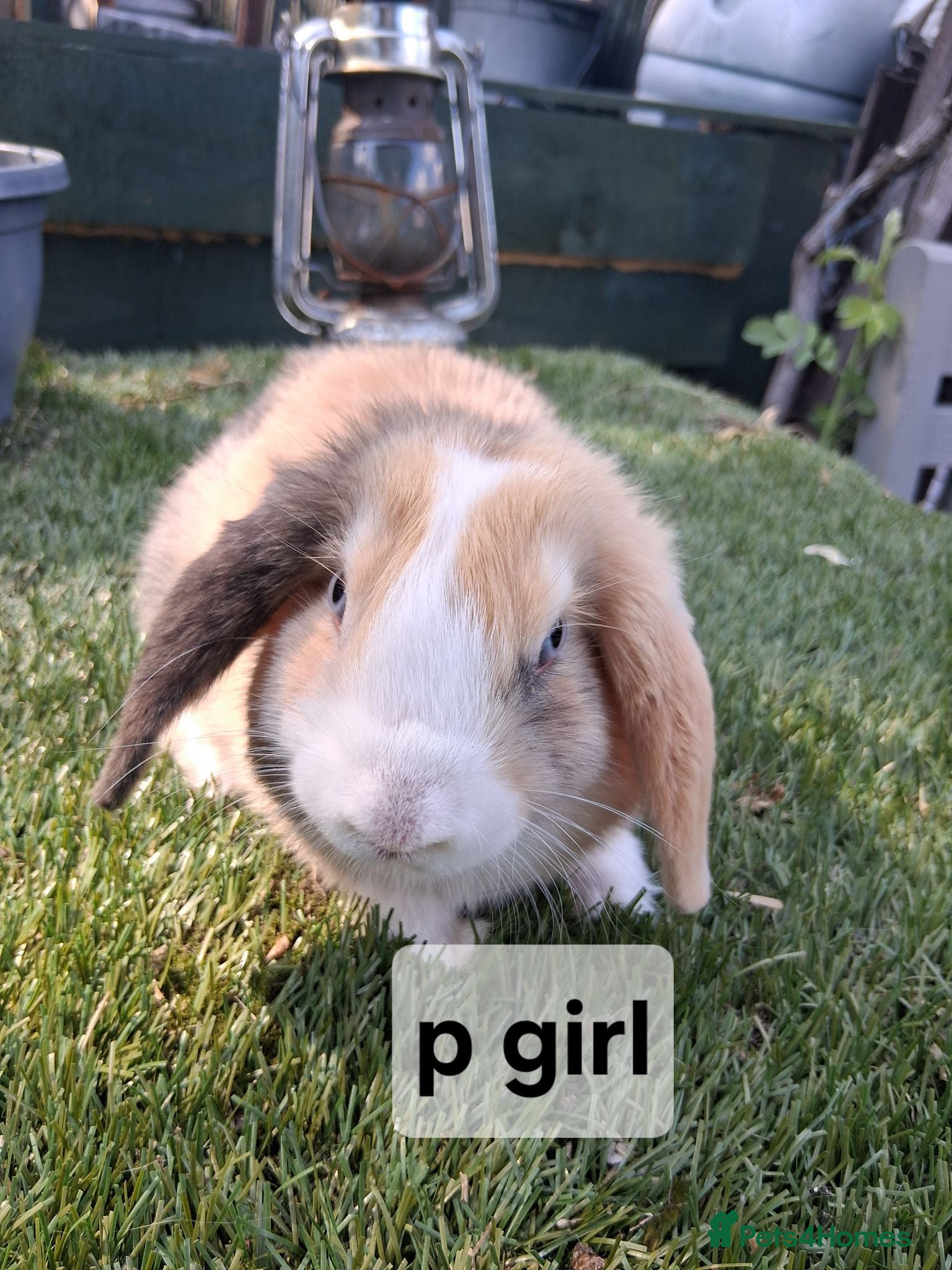 Mini Lop rabbits Mini lop rabbits - Advert 2