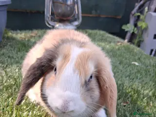 Mini Lop rabbits Mini lop rabbits - Advert 2