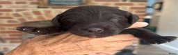 Cockapoo dogs for sale: 5 Beautiful F1 Toy cockapoo puppies  - Advert 7