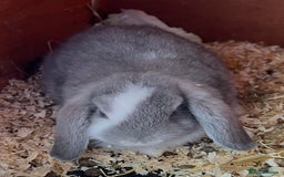 Mini Lop rabbits for sale: NOW RESERVED Stunning Mini lops 8 weeks old in Coalville - Image 2